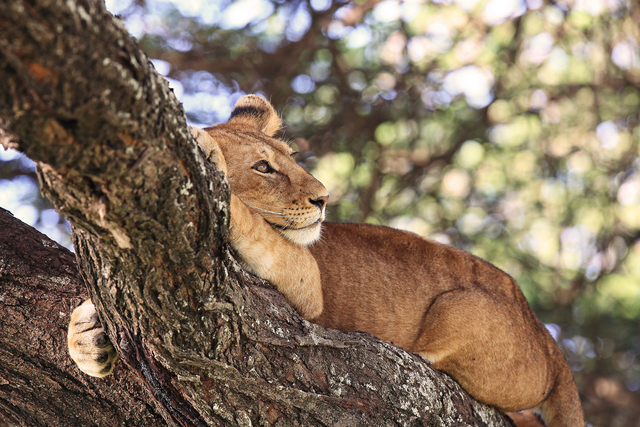 2016年2月 摄于坦桑尼亚恩戈罗恩杜图-贺晶晶.jpg