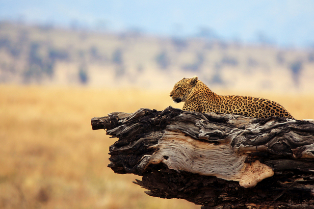 2016年10月 摄于坦桑尼亚塞伦盖蒂-肖翔.jpg