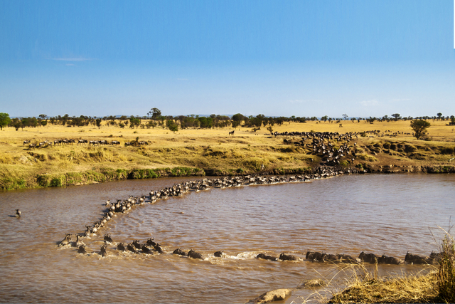 2016年8月 摄于坦桑尼亚塞伦盖蒂-好歌.jpg