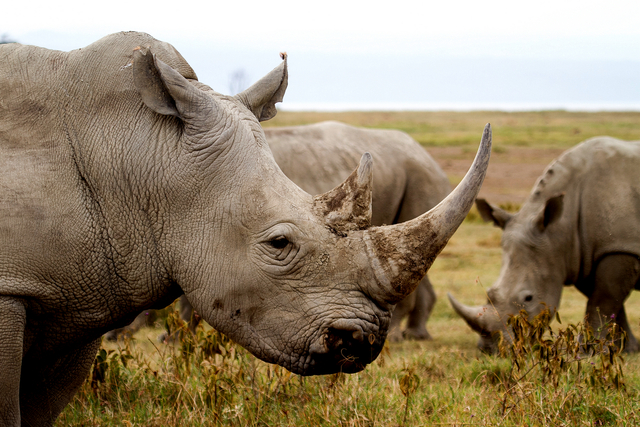2016年8月 摄于肯尼亚纳库鲁湖-躲猫猫团长.jpg