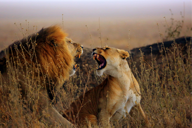 2016年9月 摄于坦桑尼亚塞伦盖蒂-Chris Yang.jpg